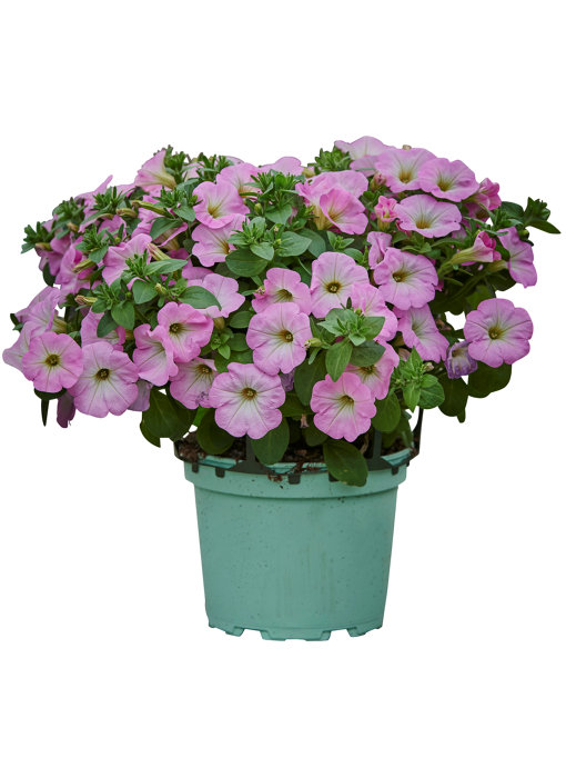 Petunia i 17 cm potte